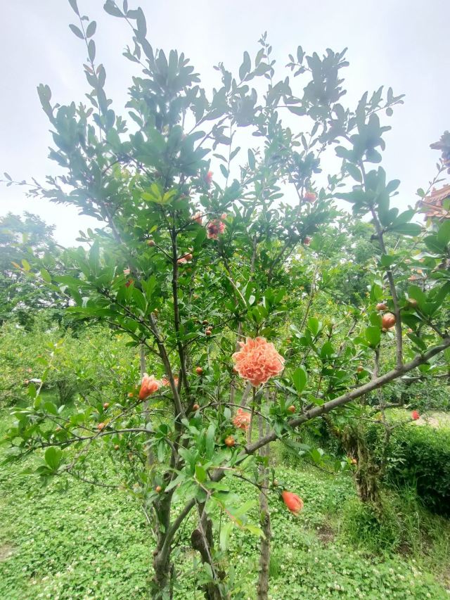 古渡公园旅行图片 3