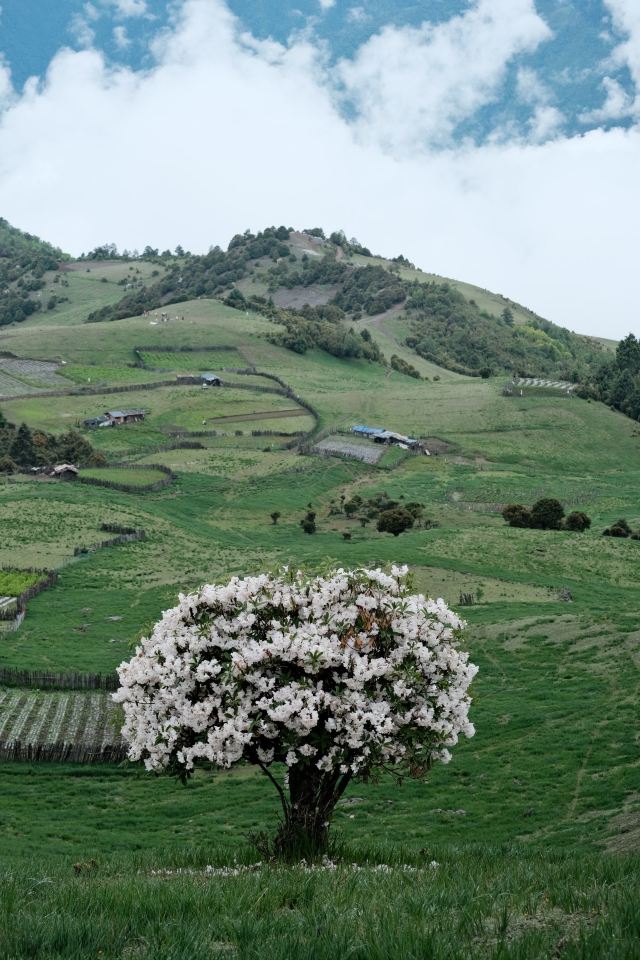香格里拉小瑞士·老药山旅行图片 4