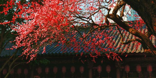 湖州铁佛寺旅行图片 5
