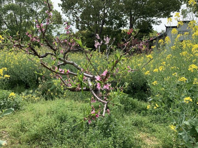 上海南汇桃花村旅行图片 1