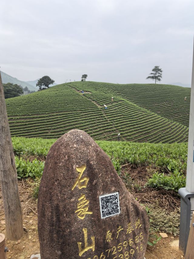 白茶原·安吉白茶观景平台旅行图片 3