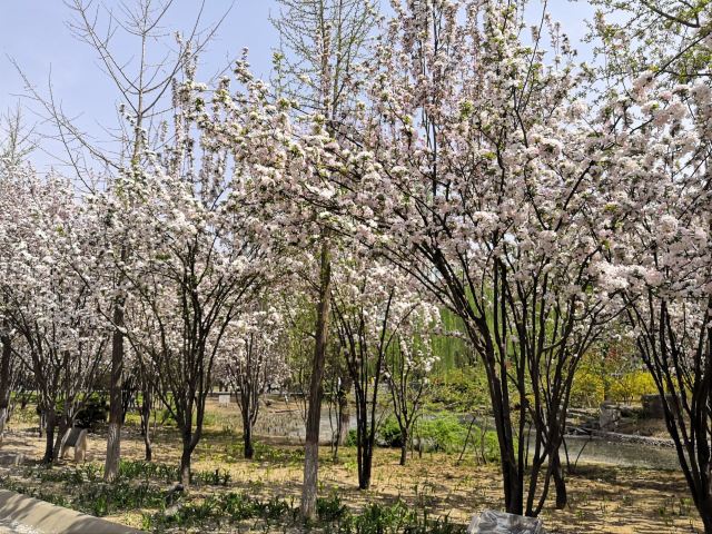 石家庄植物园旅行图片 12