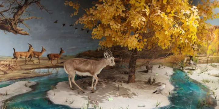 莎車縣絲綢之路博物館