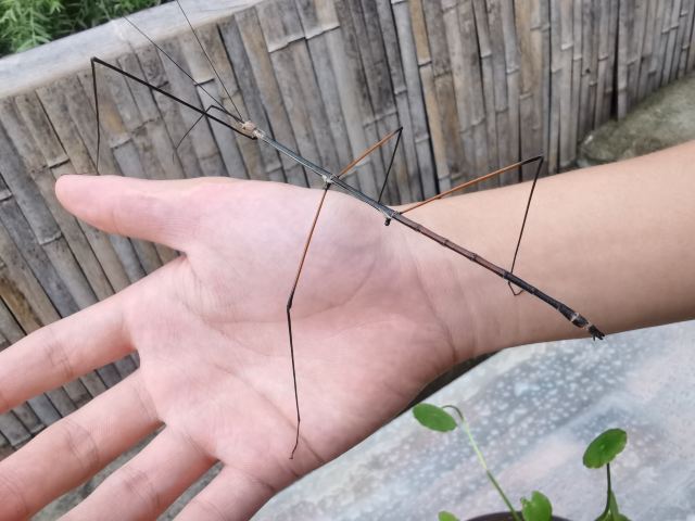 桐木关双泉寺旅行图片 2
