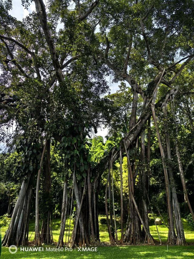 西双版纳独树成林景区旅行图片 2