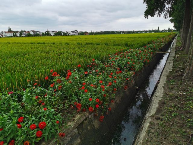 上海浦江之首旅行图片 3