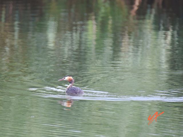 东湖公园旅行图片 9