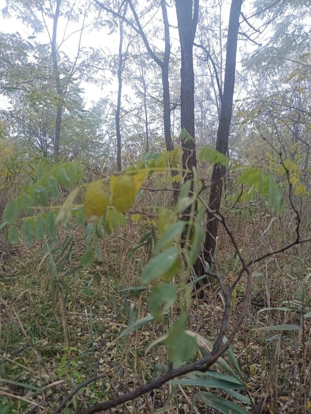 安塞腰鼓山风景区旅行图片 4