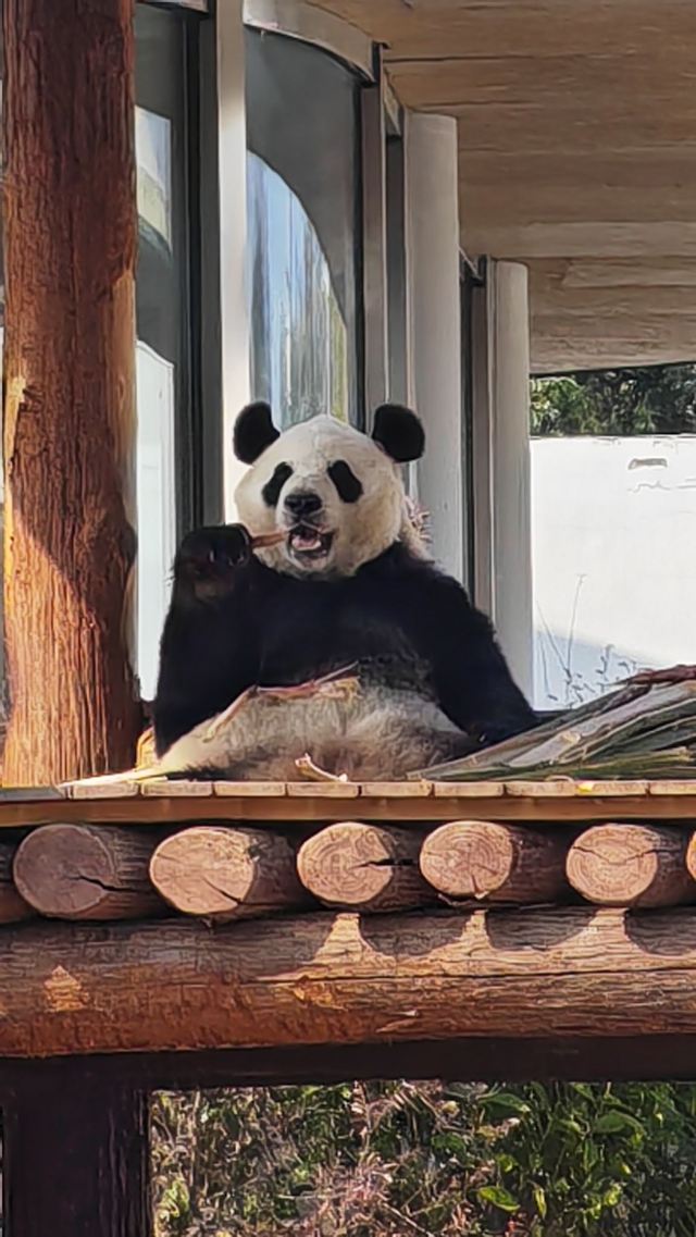 岳阳中华大熊猫苑旅行图片 3