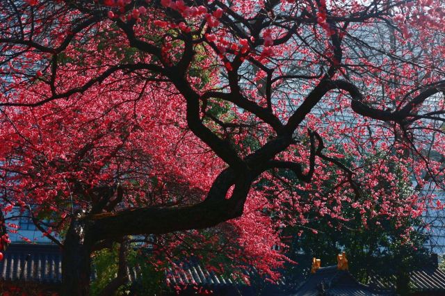 湖州铁佛寺旅行图片 2