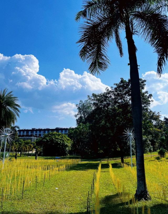 西双版纳南药园旅行图片 8
