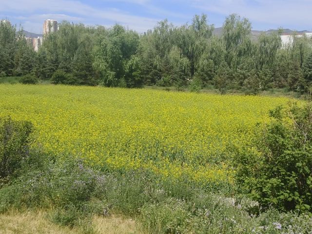 青海大学-党员活动公园旅行图片 2