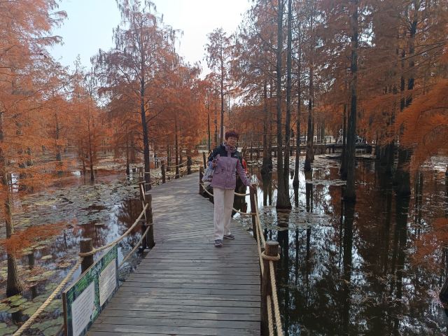 池杉湖国家湿地公园旅行图片 1