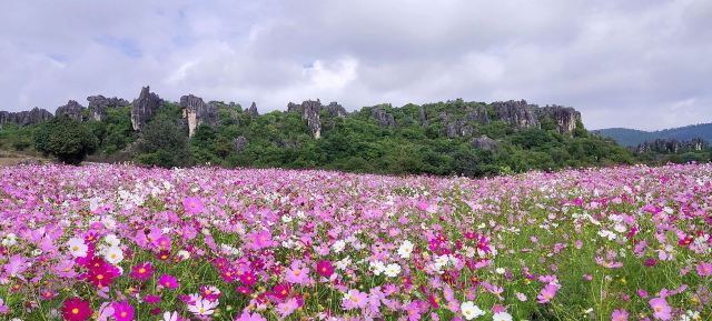 乃古石林风景区旅行图片 3