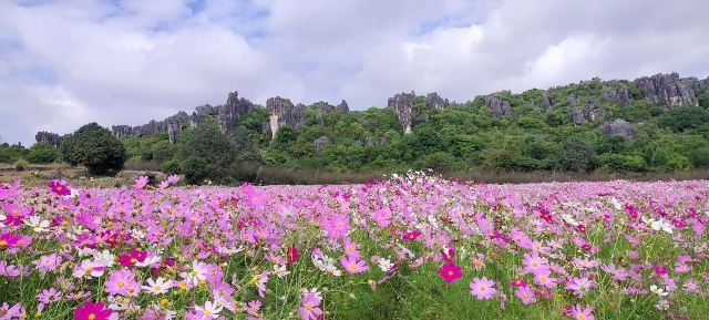 乃古石林风景区旅行图片 2