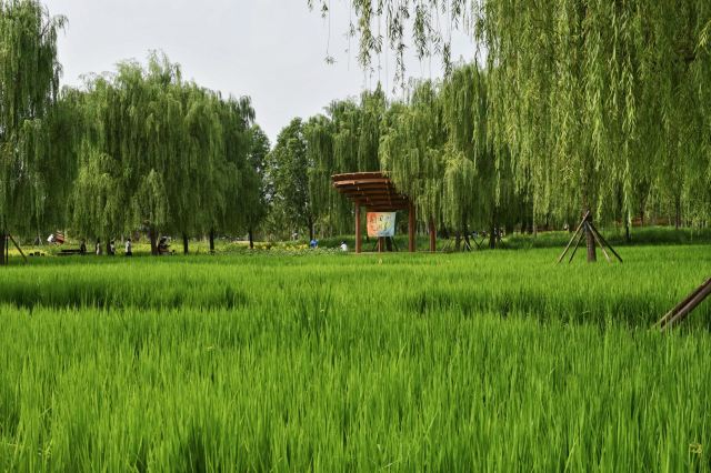 清河之洲旅行图片 4