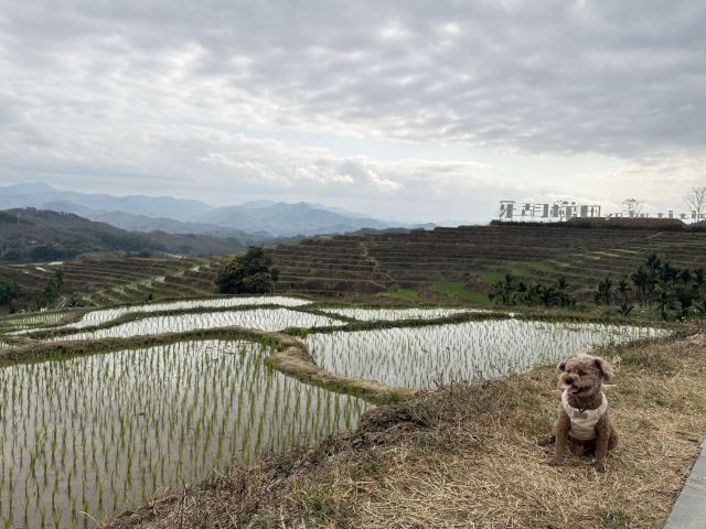 牙胡梯田景区旅行图片 7