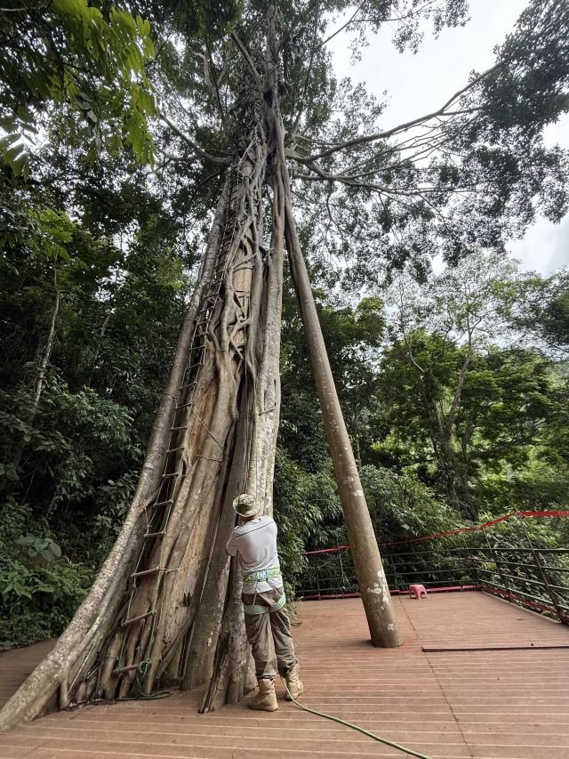 基诺山幽河谷雨林旅行图片 6
