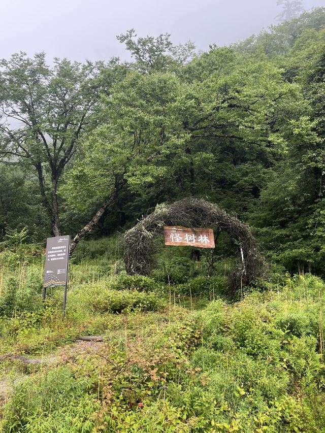王岗坪旅游景区-露营区旅行图片 2