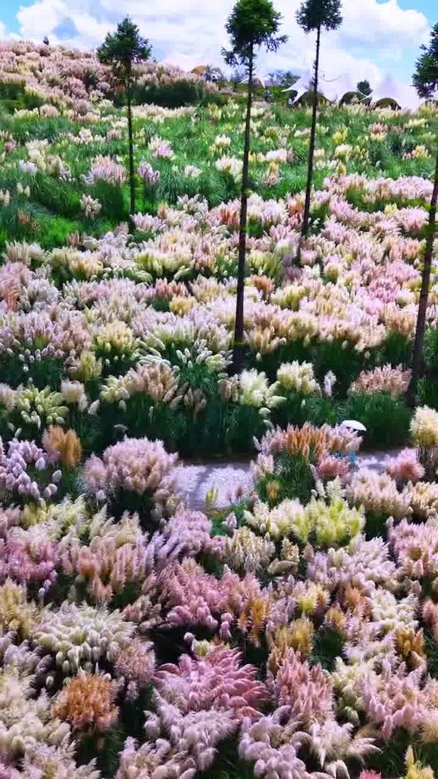 阿达木蒲苇花海旅行图片 1