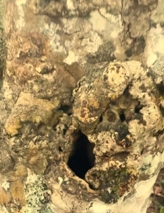 大平掌古茶林旅行图片 15