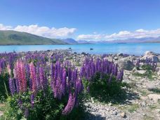 好牧羊人教堂-特卡波湖-兔子6