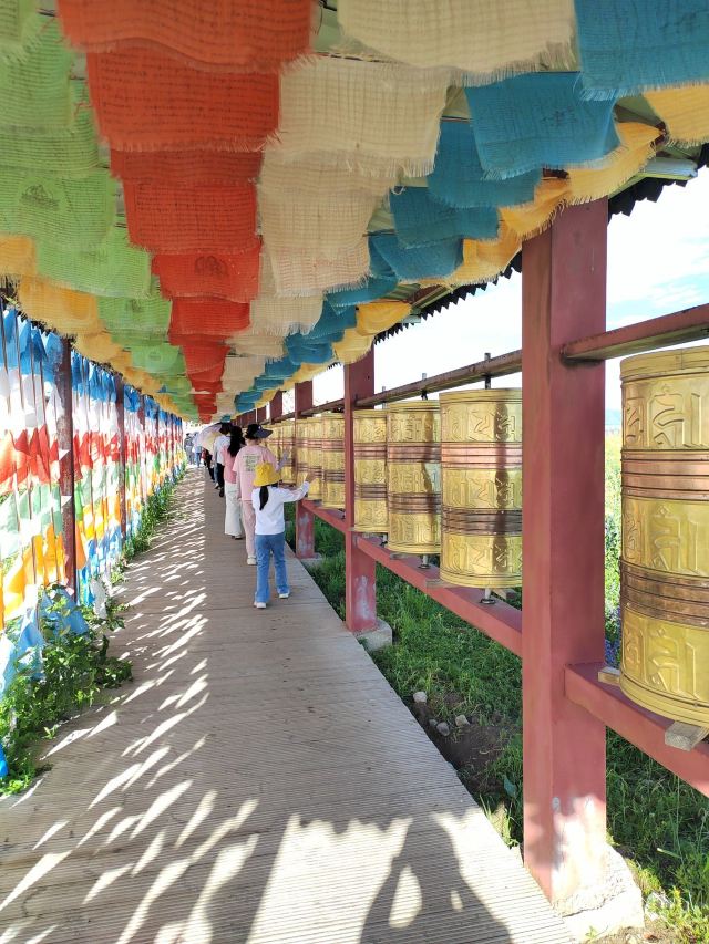若尔盖热尔部落梅花鹿生态园旅行图片 2