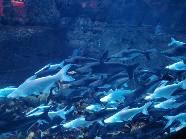 海蓝星梦幻城旅行图片 1