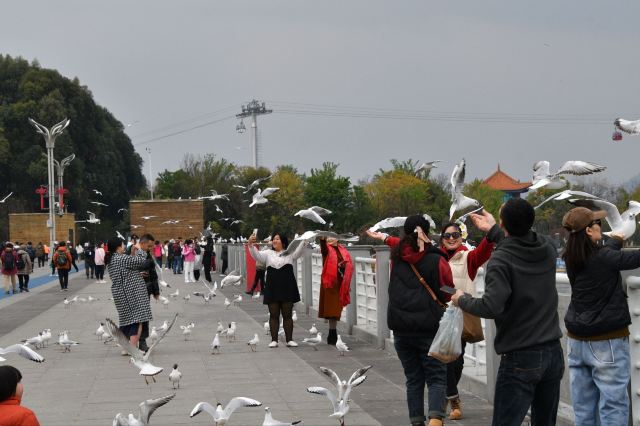 滇池海鸥观景点旅行图片 4