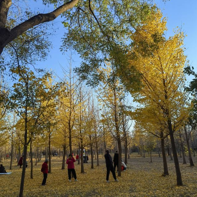 东坝公园旅行图片 8