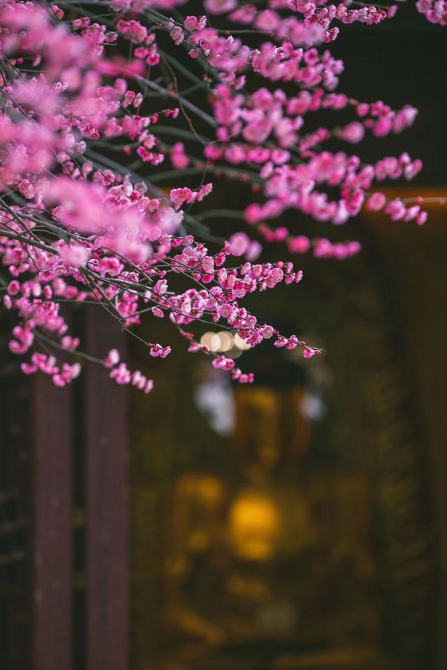 湖州铁佛寺旅行图片 5