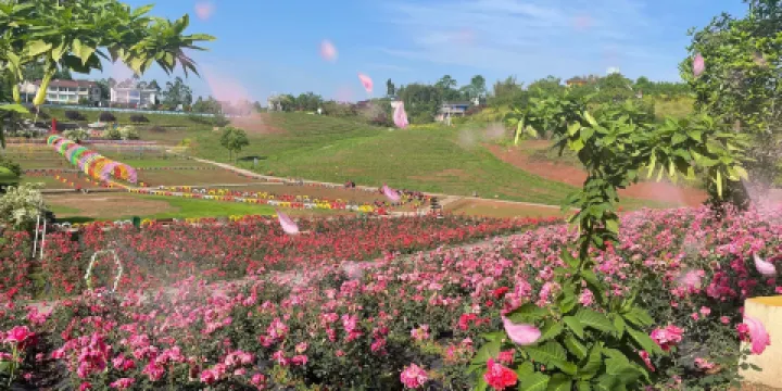 百萬玫瑰成長田園