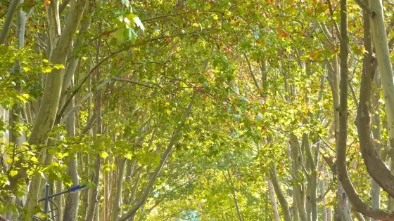 裕西公園