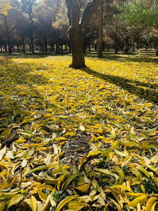 东坝公园旅行图片 2