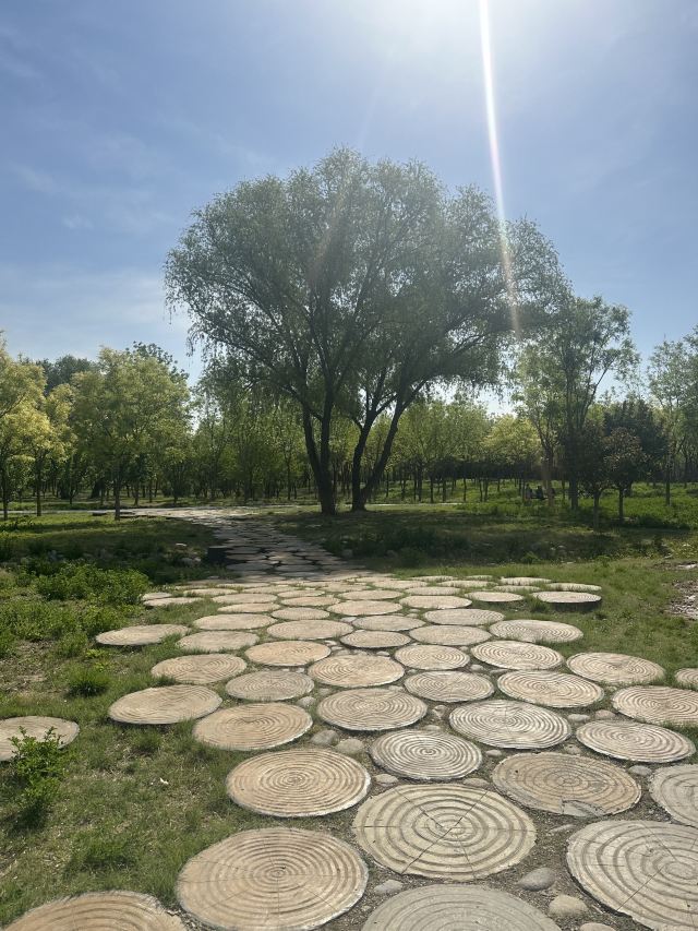 南苑森林湿地公园旅行图片 4