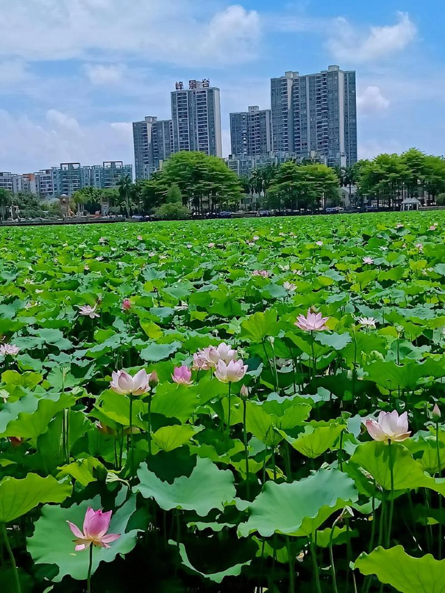 莲湖公园旅行图片 2