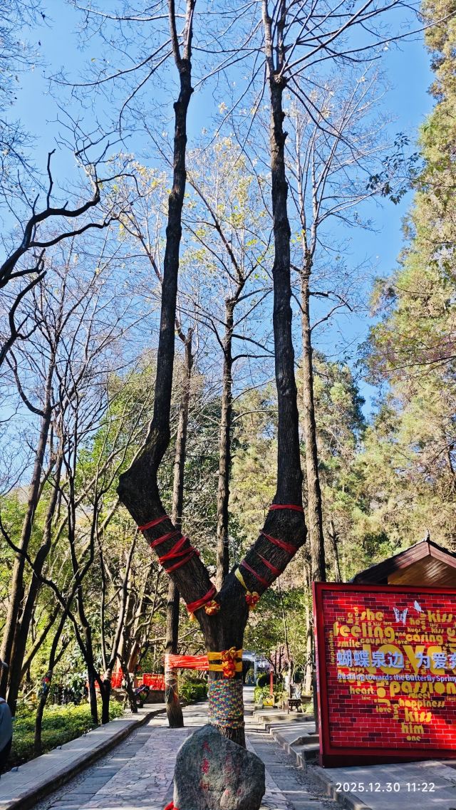 蝴蝶泉旅行图片 2