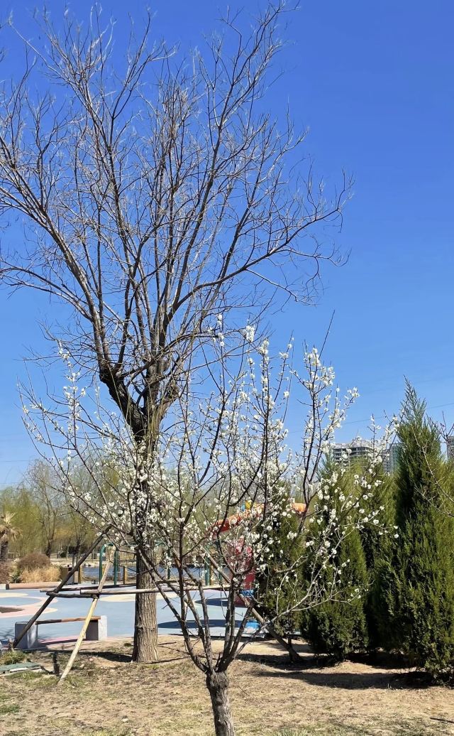 邯郸植物园旅行图片 1