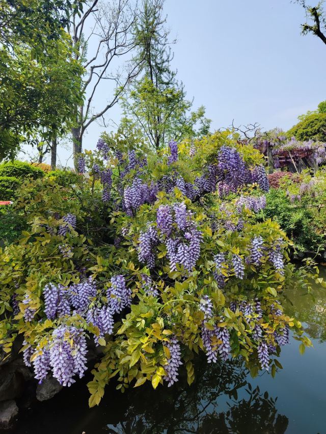 古藤园旅行图片 3