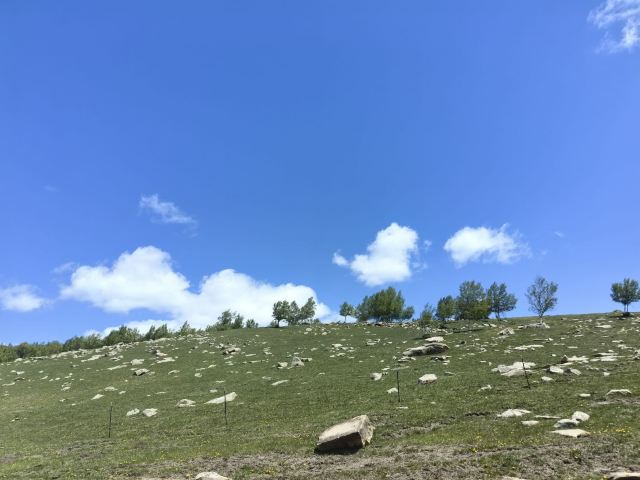 黄岗梁国家森林公园旅行图片 1