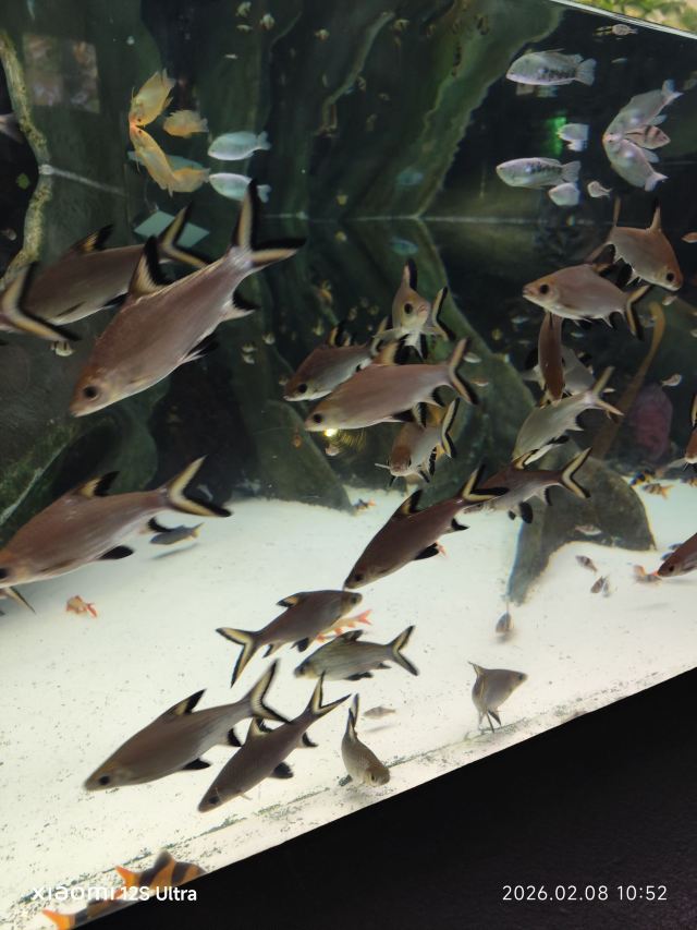 上海海洋水族馆旅行图片 3