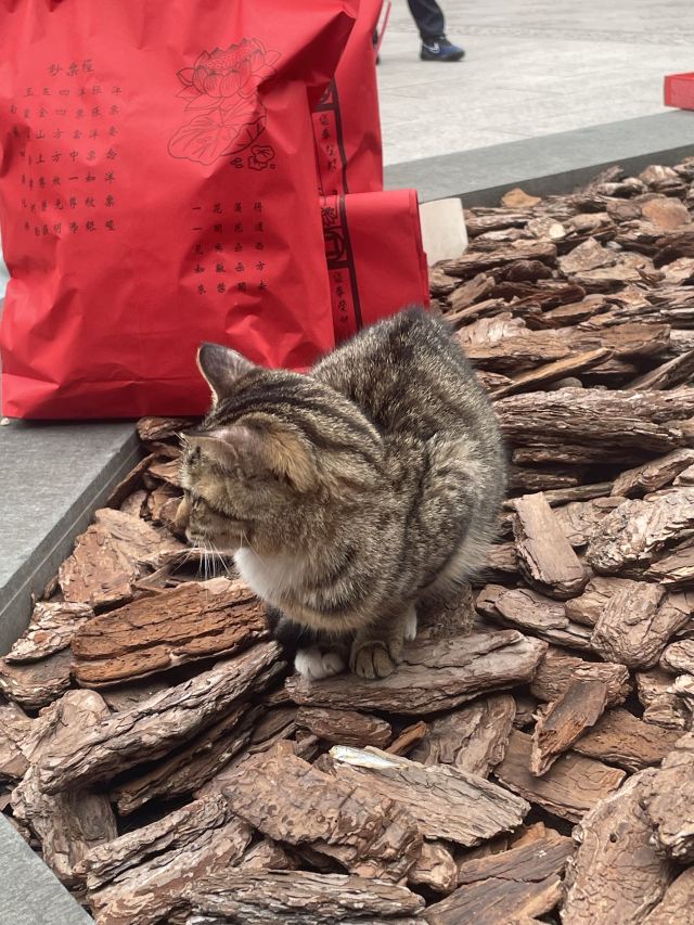 龙华塔旅行图片 2