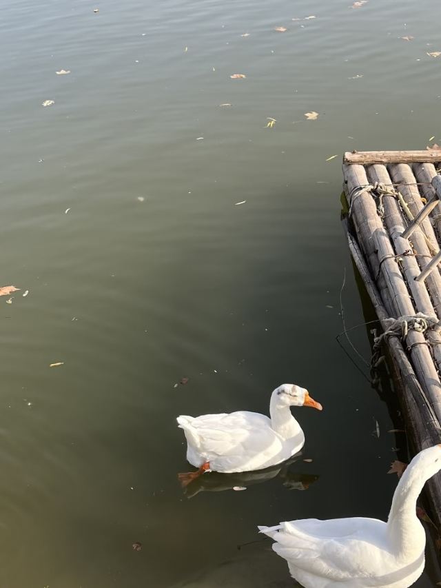 丛台公园旅行图片 3