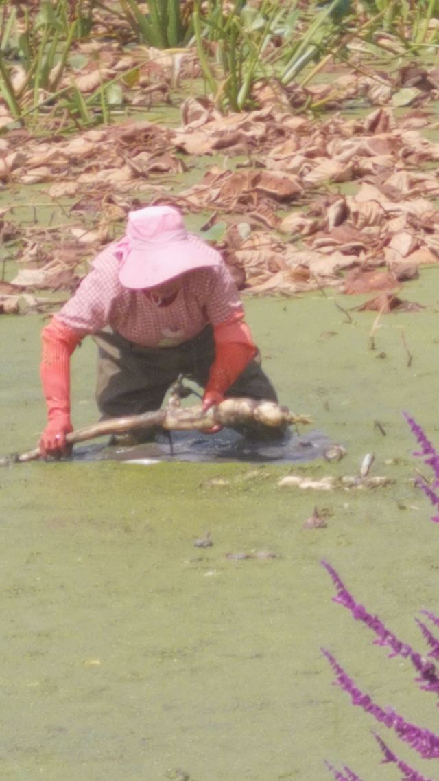 麒麟水乡旅行图片 15
