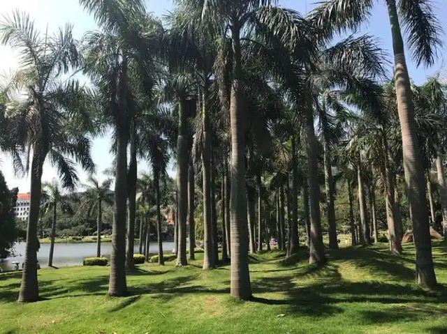 椰风寨沙滩旅行图片 3
