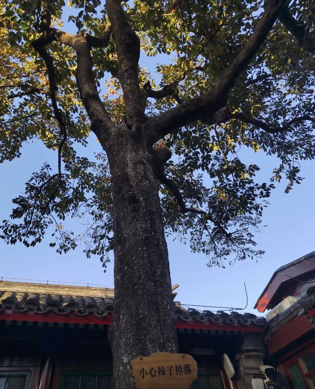 老舍故居旅行图片 2