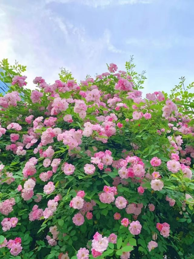 上海植物园旅行图片 3