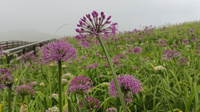 阿西里西韭菜坪旅行图片 1