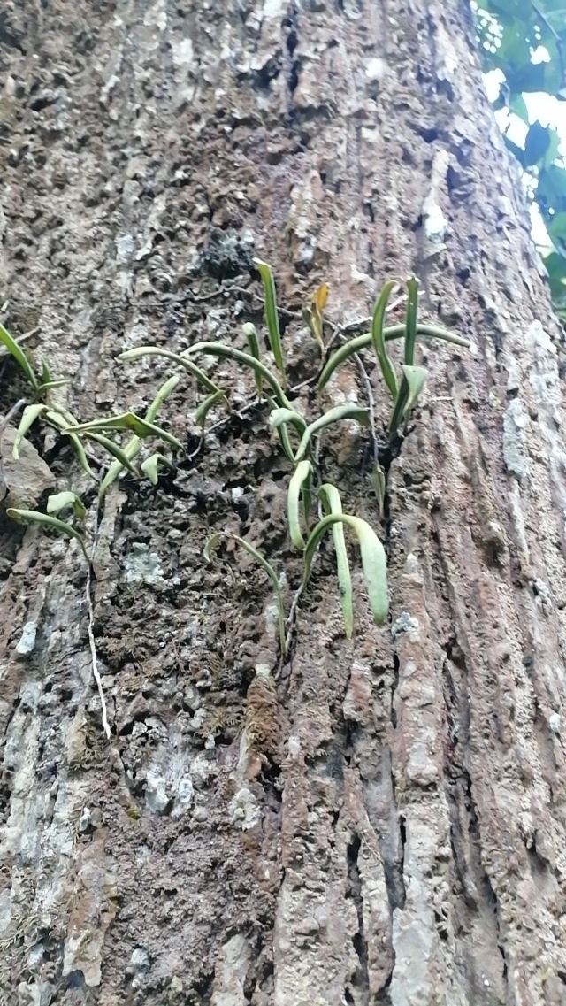 基诺山南卡雨林徒步旅行图片 1
