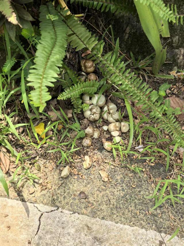 兴隆热带植物园旅行图片 3